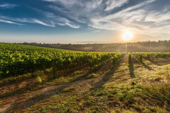 Discovering the Essence of the Paphos Wine Region